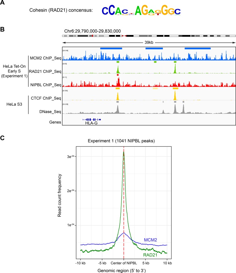 Figure 2—figure supplement 1.