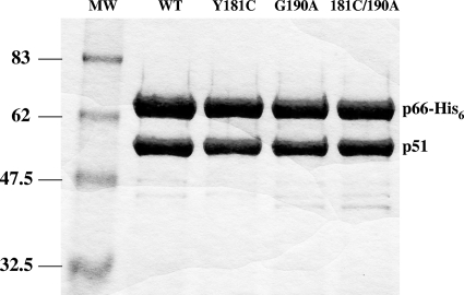 FIG. 1.