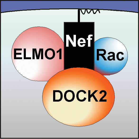 Pathway by which Nef disrupts T cell migration