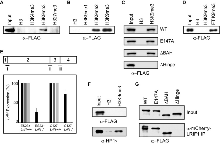 FIG 6