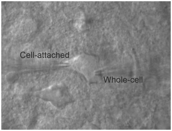 Figure 1