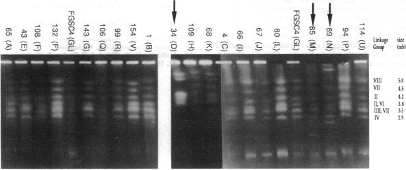 graphic file with name pnas01128-0379-a.jpg