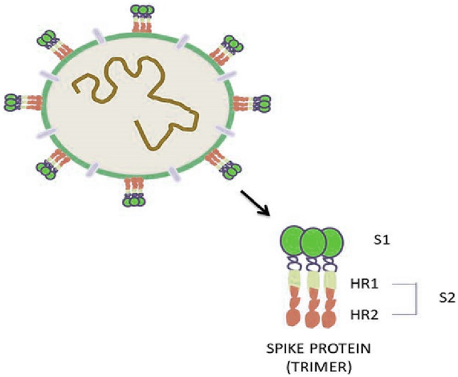 Therapeutically effective covalent spike protein inhibitors in ...