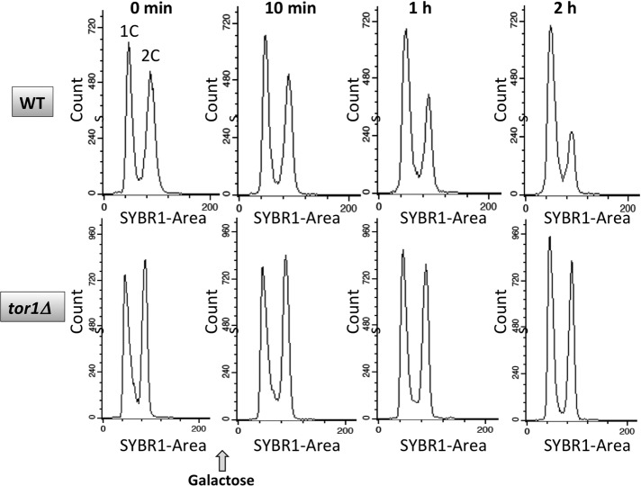 FIGURE 12: