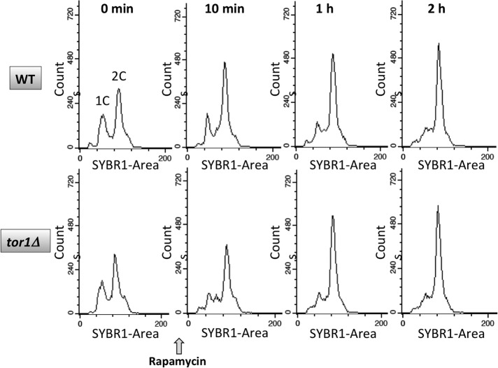 FIGURE 13: