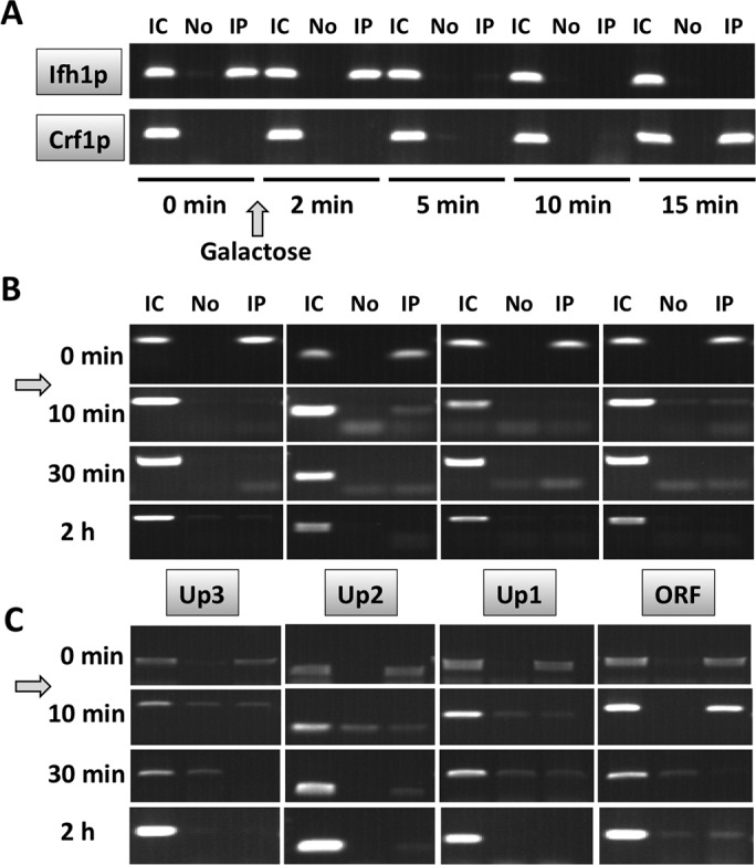 FIGURE 11: