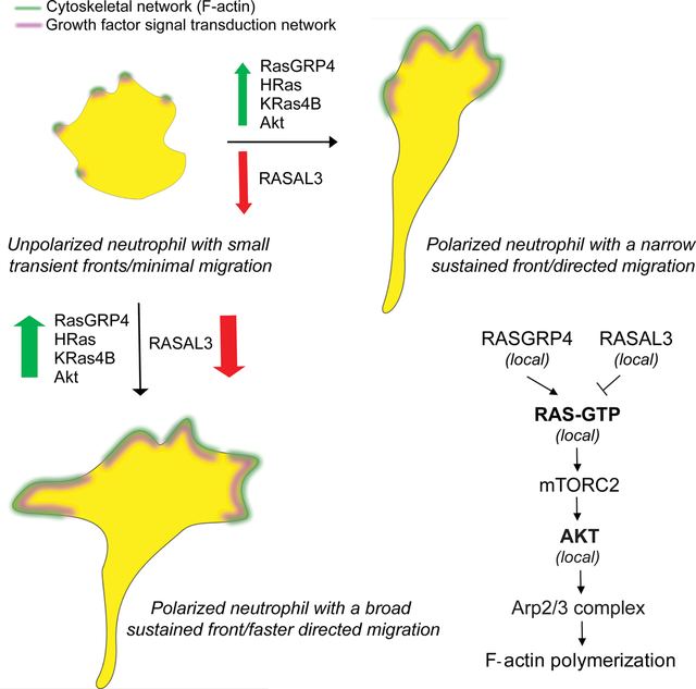 graphic file with name nihms-1899923-f0001.jpg