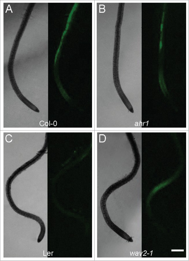 Figure 4.