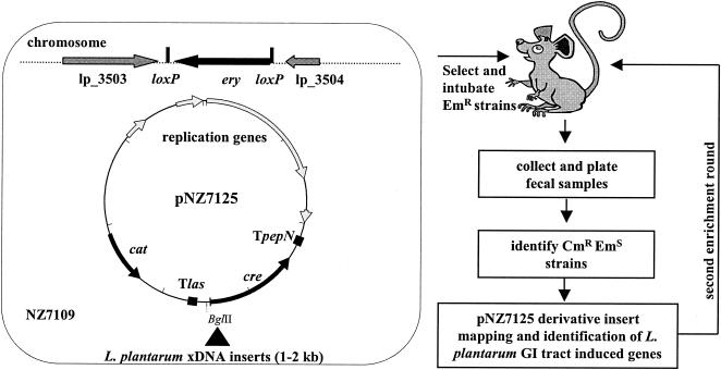 FIG. 1.