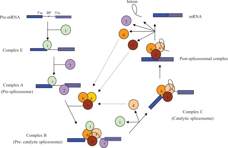 Fig. (1)