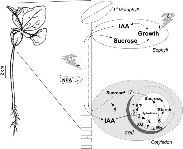 Figure 6.