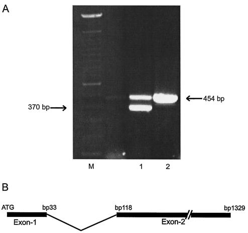 FIG. 1.