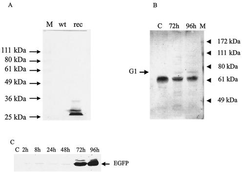 FIG. 6.