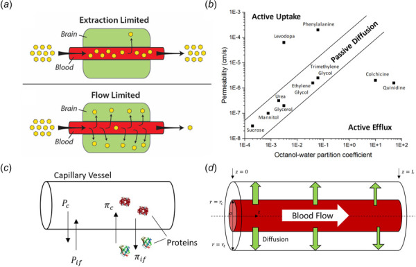 Basic concepts of BBB transport. (a) The relation between BBB permeability and blood flowrate. If the BBB permeability is much larger than the blood flowrate, most of the drug will be extracted from the blood, called flow-limited transport. If the BBB permeability is much lower than the blood flowrate, few drugs will pass through the BBB, which is extraction-limited transport (adapted from Sprowls et al. [40]). (b) The relationship between BBB permeability and lipophilicity. The permeability of compounds that pass through BBB passively is a function of the lipophilicity of these compounds, represented as a solid line. (c) Starling forces on a capillary. Pc and Pi are hydrostatic pressure in the capillary and interstitial region, respectively; πp and πi are osmotic pressure of plasma and interstitial region, respectively. (d)Schematic of the Krogh cylinder. The single capillary is represented as a red cylinder in the center, and the brain tissues are represented as a sublayer. The drug is diffused unidirectionally from the capillary layer to the brain tissue layer.
