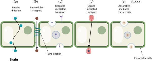 Physiology of blood-brain barrier transport. There are mainly five transport pathways: (a) Passive diffusion. Blue dots represent small lipophilic molecules. (b) Paracellular transport. Brown dots represent small hydrophilic molecules. (c) Receptor-mediated transport. The large molecules bind to receptors and transport by endocytosis via vesicles (d) Carrier-mediated transport. The molecules are carried by transporter proteins and pass through the BBB. (e) Adsorptive mediated transcytosis. Substance crosses the cell membrane with endocytic vesicles.