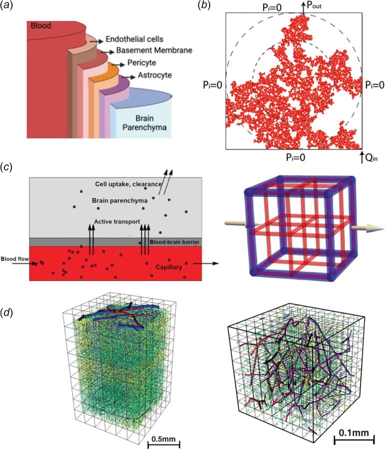 Mathematical model of BBB transport. (a) Schematic of a neovascular unit, which includes the EC layer, BM, pericyte, and astrocyte cell layers surrounded by the brain parenchyma domain (adapted from Sarafraz et al. [51]). (b) A two-dimensional (2D) percolation vascular network generated through a stochastic process. The algorithm begins from one corner of the domain, which serves as the inlet, and an invasive process is simulated by adding points adjacent to the previously chosen points (adapted from Stylianopoulos et al. [52]). (c) Left: a model for drug transport across the BBB. Drug delivery is considered active transport during the unidirectional flow from left to right. Right: a cubic geometry model of the brain vascular network. A cubic lattice represents a piece of brain tissue with a volume of 1 cm3, and the blood vessel network is represented as lines (adapted from Langhoff et al. [53]). (d) Full view of the microvascular network with cerebral arterioles, draining veins, and capillaries, acquired by two-photon microscopy (adapted from Gould et al. [54]).