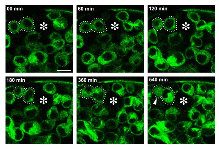 Figure 4—figure supplement 1.