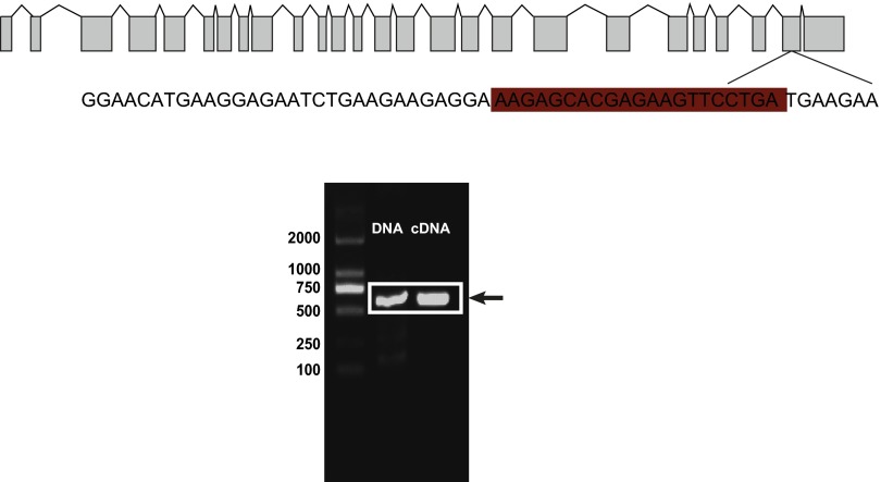 Fig. S5.