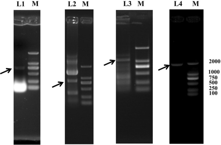 Fig. 1