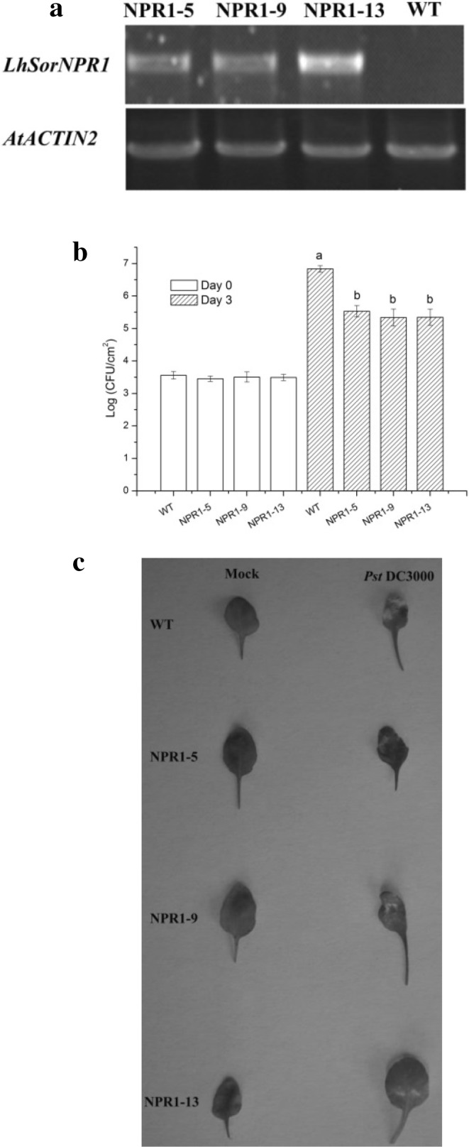 Fig. 7