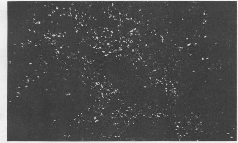 graphic file with name brjindmed00251-0069-b.jpg