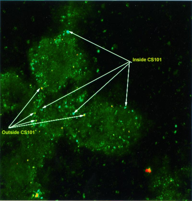 FIG. 4.