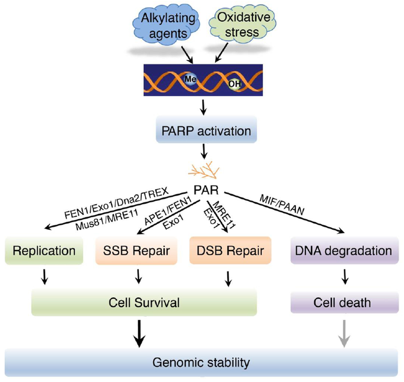 PARP-1 and its associated nucleases in DNA damage response - PMC