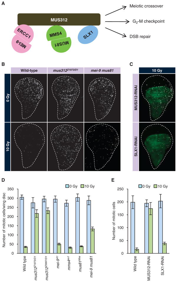 Fig. 4