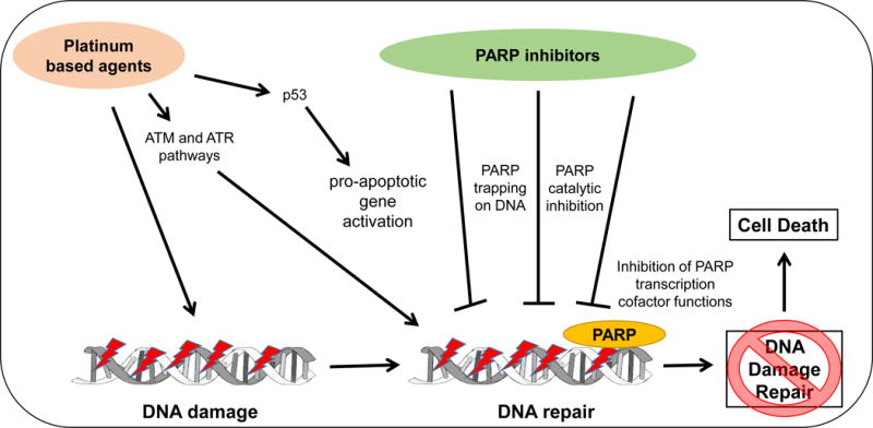 Combination Platinum-based and DNA Damage Response-targeting Cancer ...