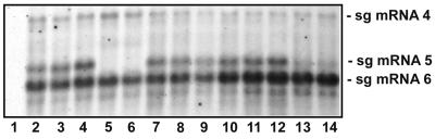 FIG. 3.