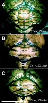 Fig. 3.