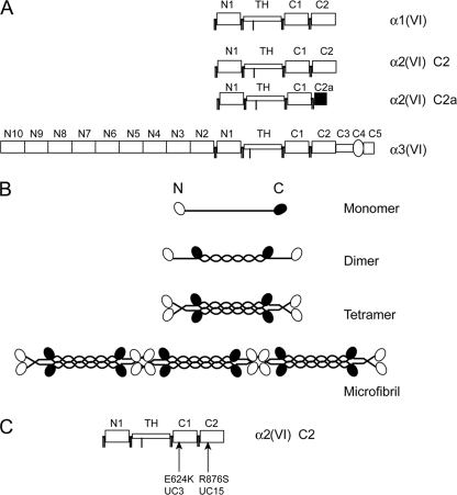 FIGURE 1.