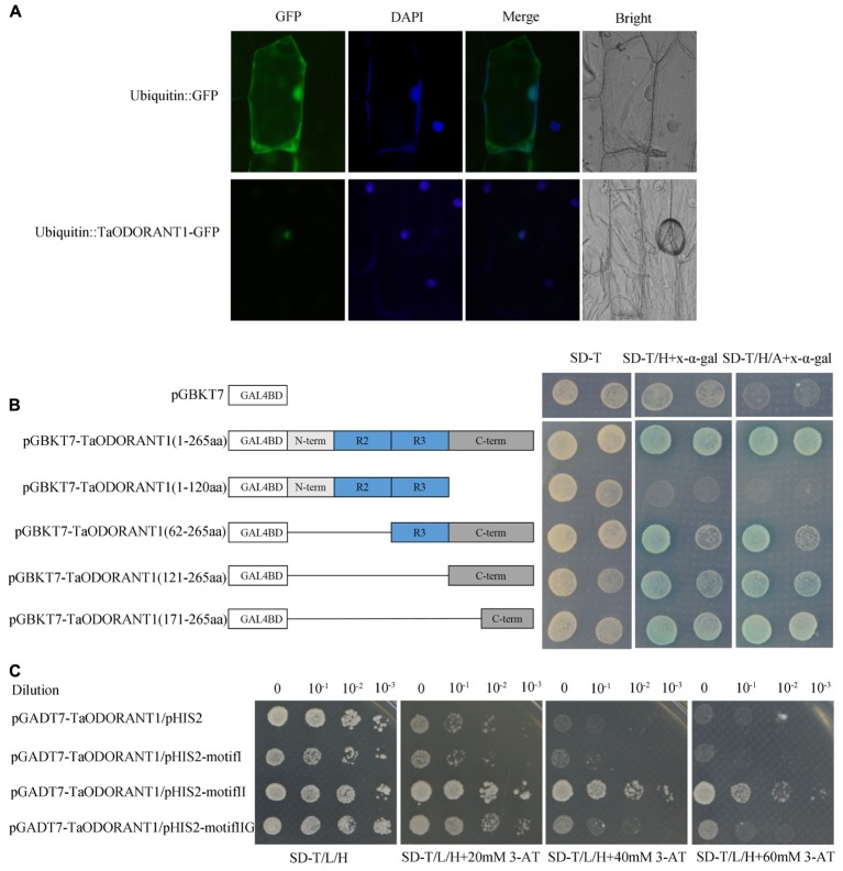 FIGURE 2