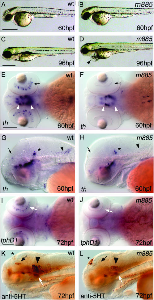 Figure 1.—