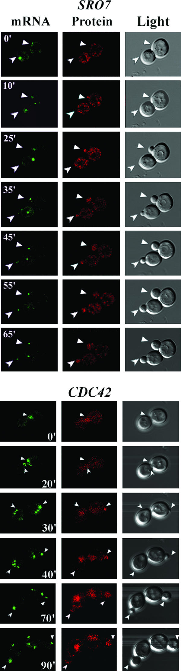 FIG. 3.