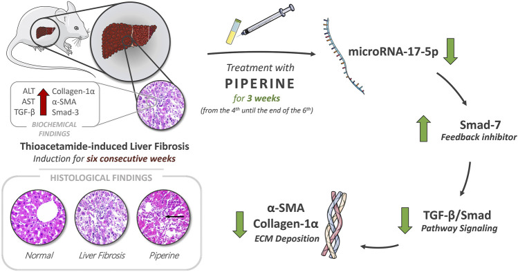 GRAPHICAL ABSTRACT