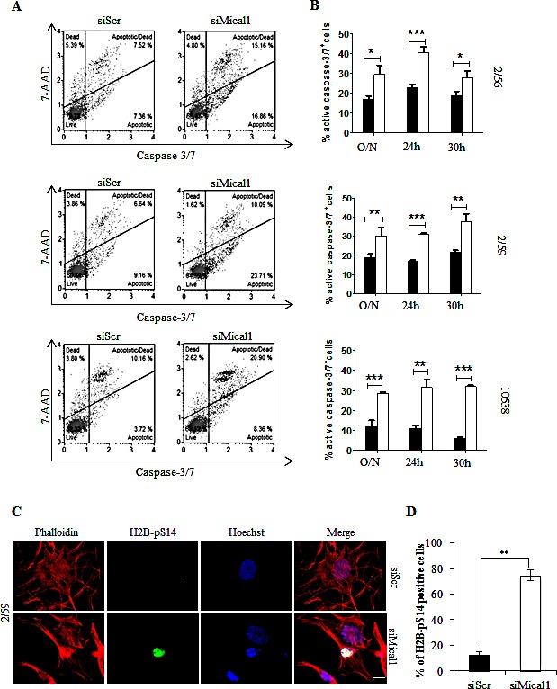 Figure 7