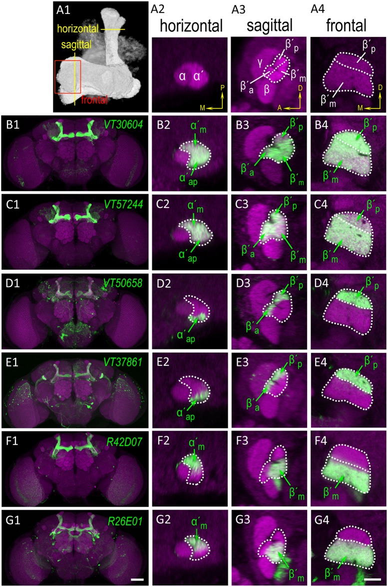 Fig 4