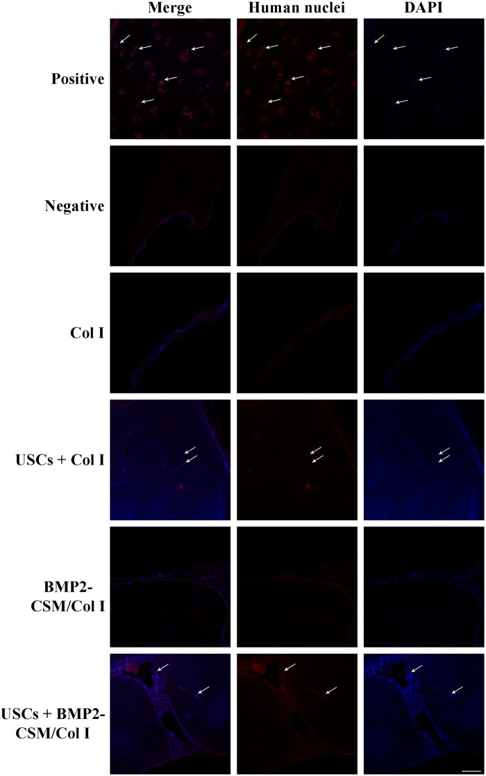 Figure 11.