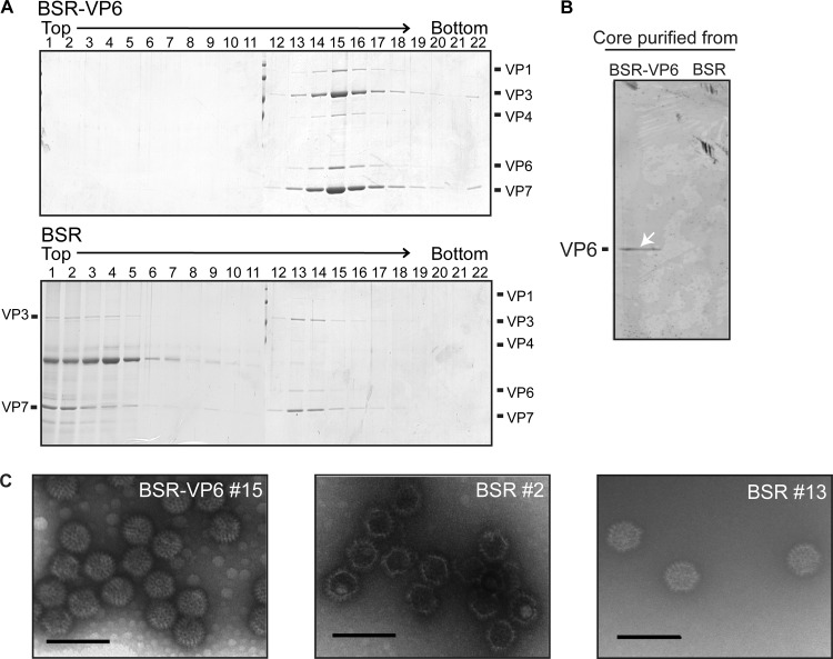 Fig 6