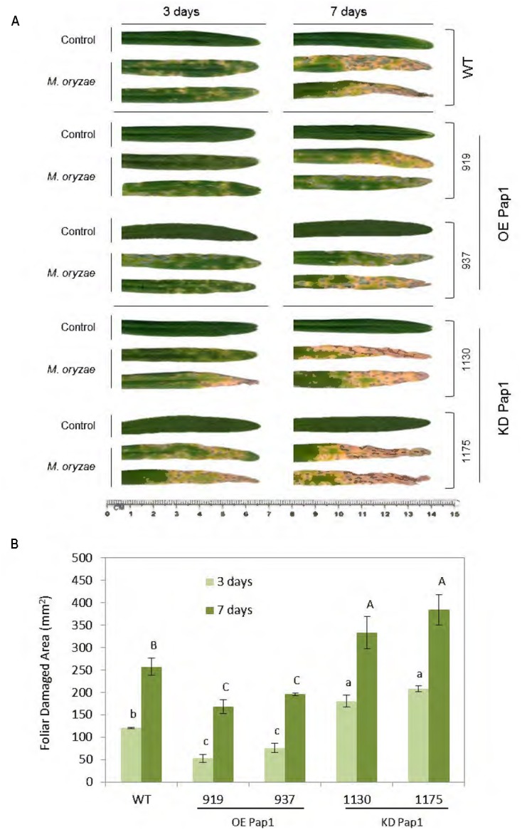 FIGURE 3