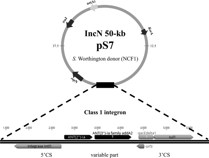 FIG 1