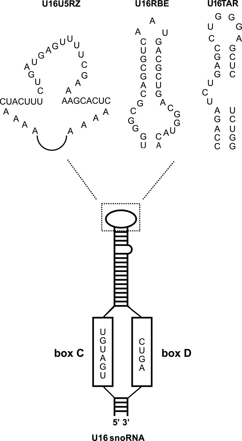 FIG. 1.