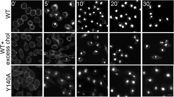 FIGURE 4.