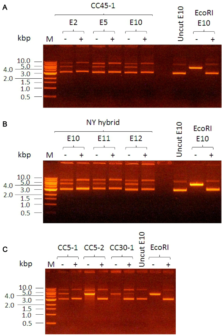 Figure 3.