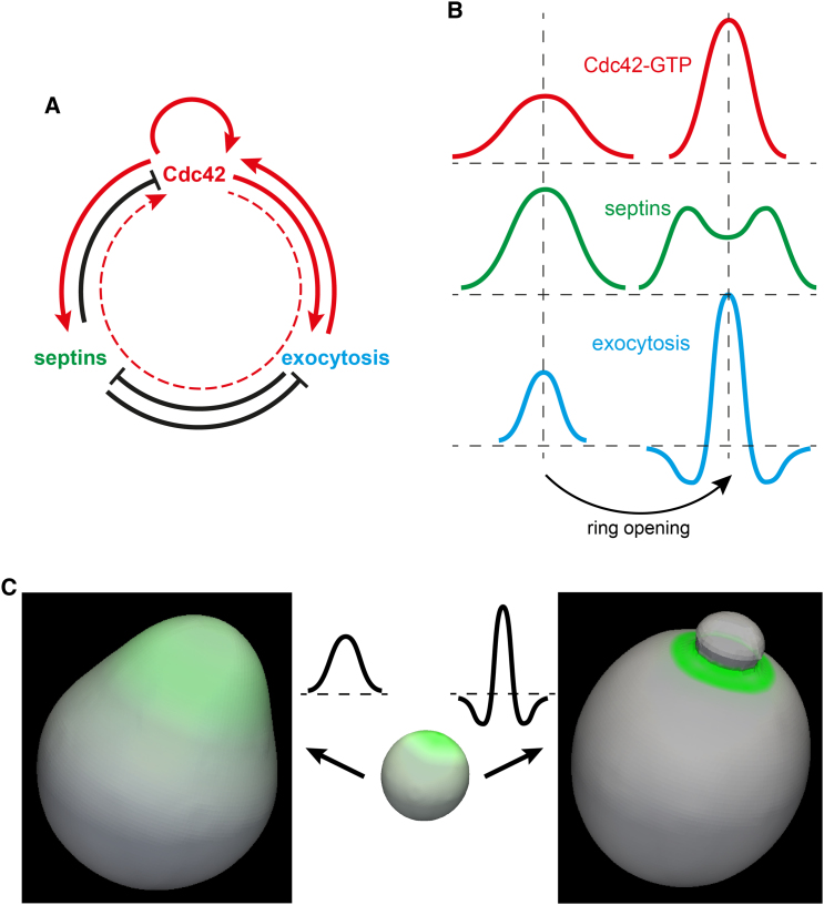 Figure 7