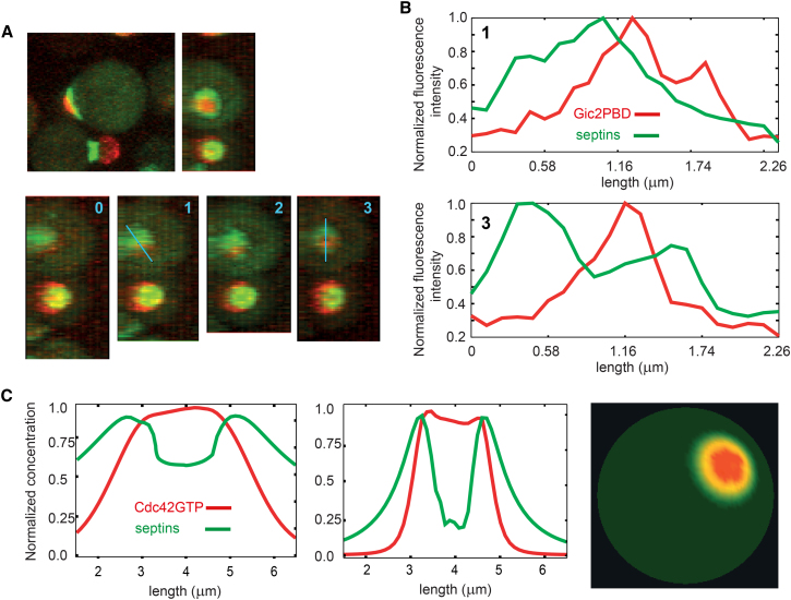 Figure 4