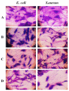 Figure 11