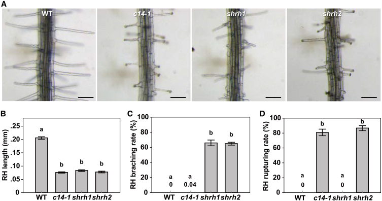 Figure 6