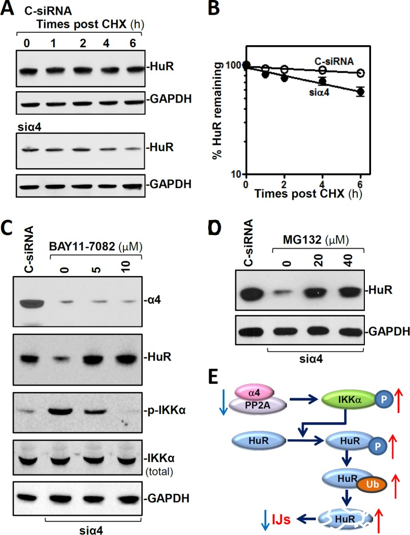 FIG 6